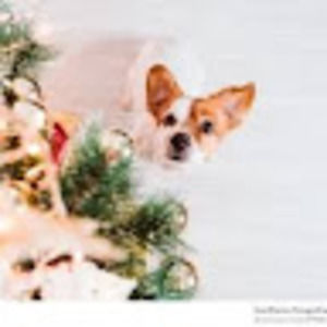 Meet your Posher, Avreale